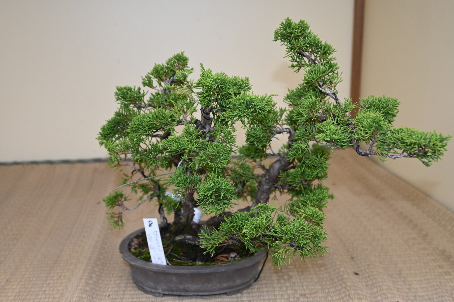 Juniperus Chinensis itoigawa    Meerstammig