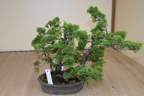 Juniperus Chinensis itoigawa    Meerstammig
