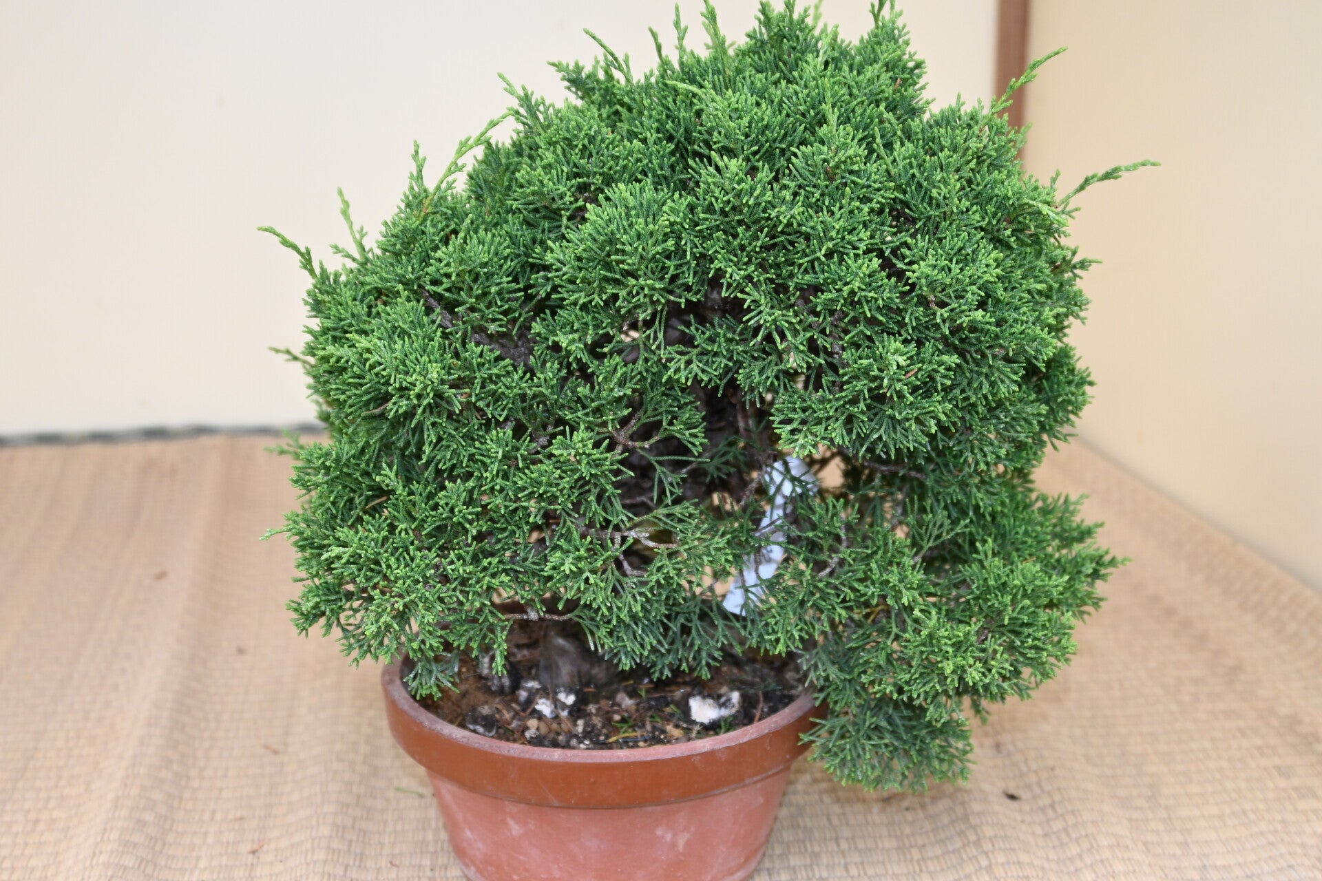 Juniperus Chinensis Itoigawa