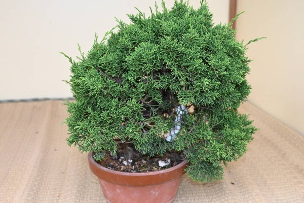 Juniperus Chinensis Itoigawa
