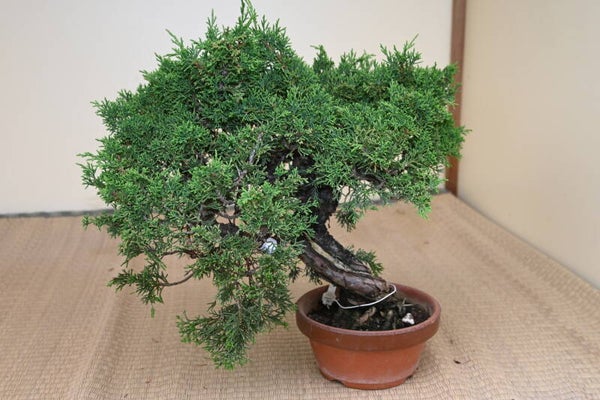 Juniperus Chinensis Itoigawa