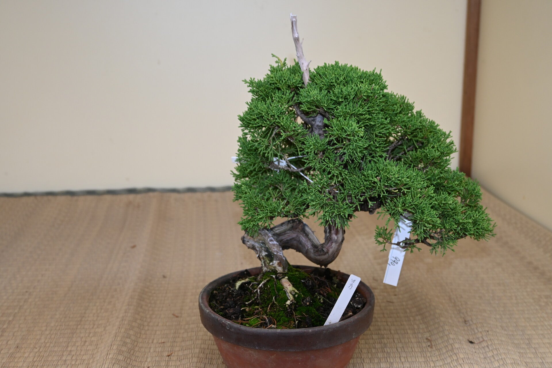 Juniperus Chinensis itoigawa