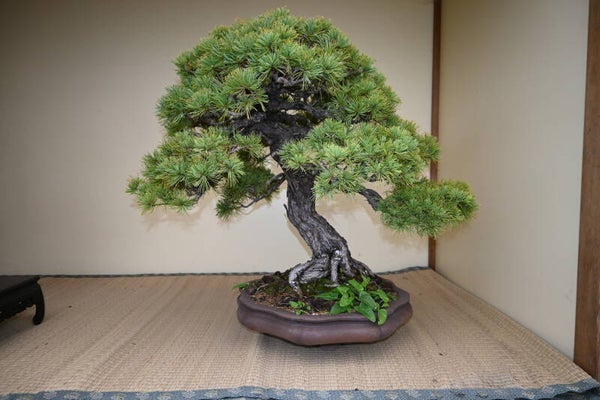 Pinus Parvifolia
