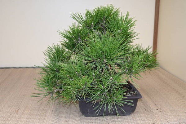 Pinus Thunberghii