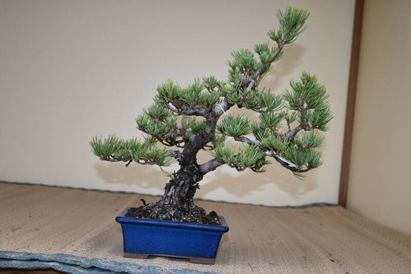 Pinus Parvifolia