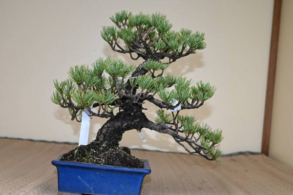 Pinus Parvifolia
