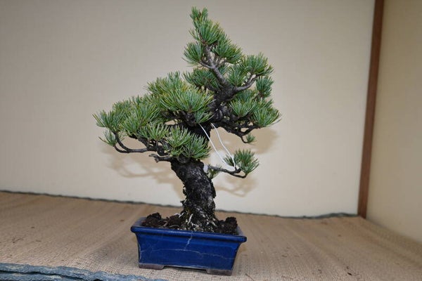Pinus Parvifolia