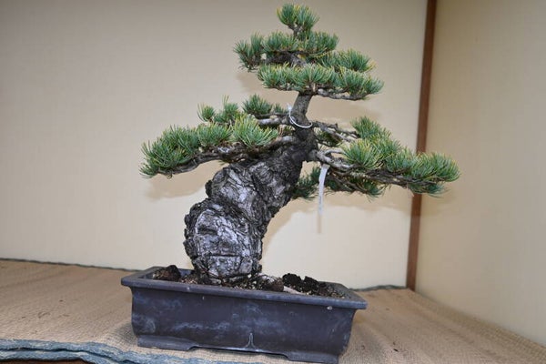 Pinus Parviflora