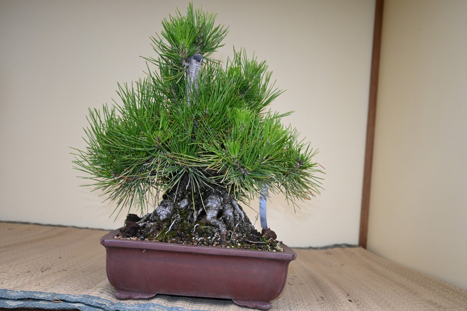 Pinus Thunberghii