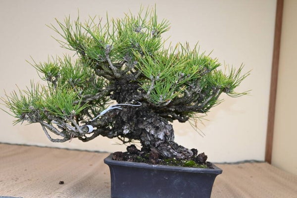 Pinus Thunberghii