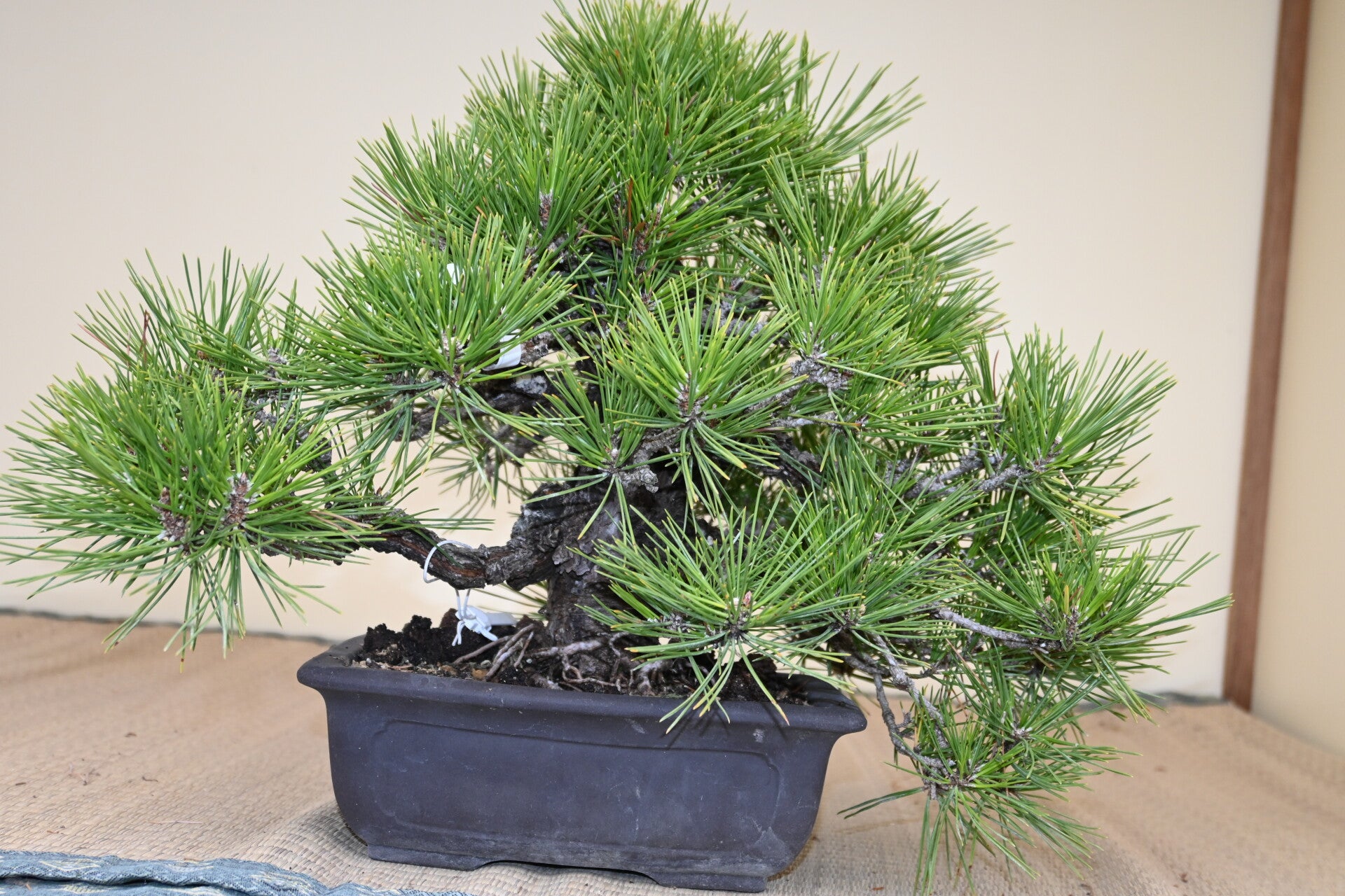 Pinus Thunberghii