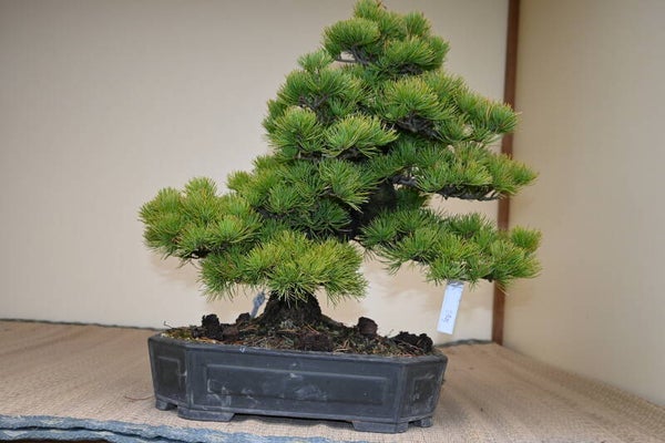 Pinus Parviflora