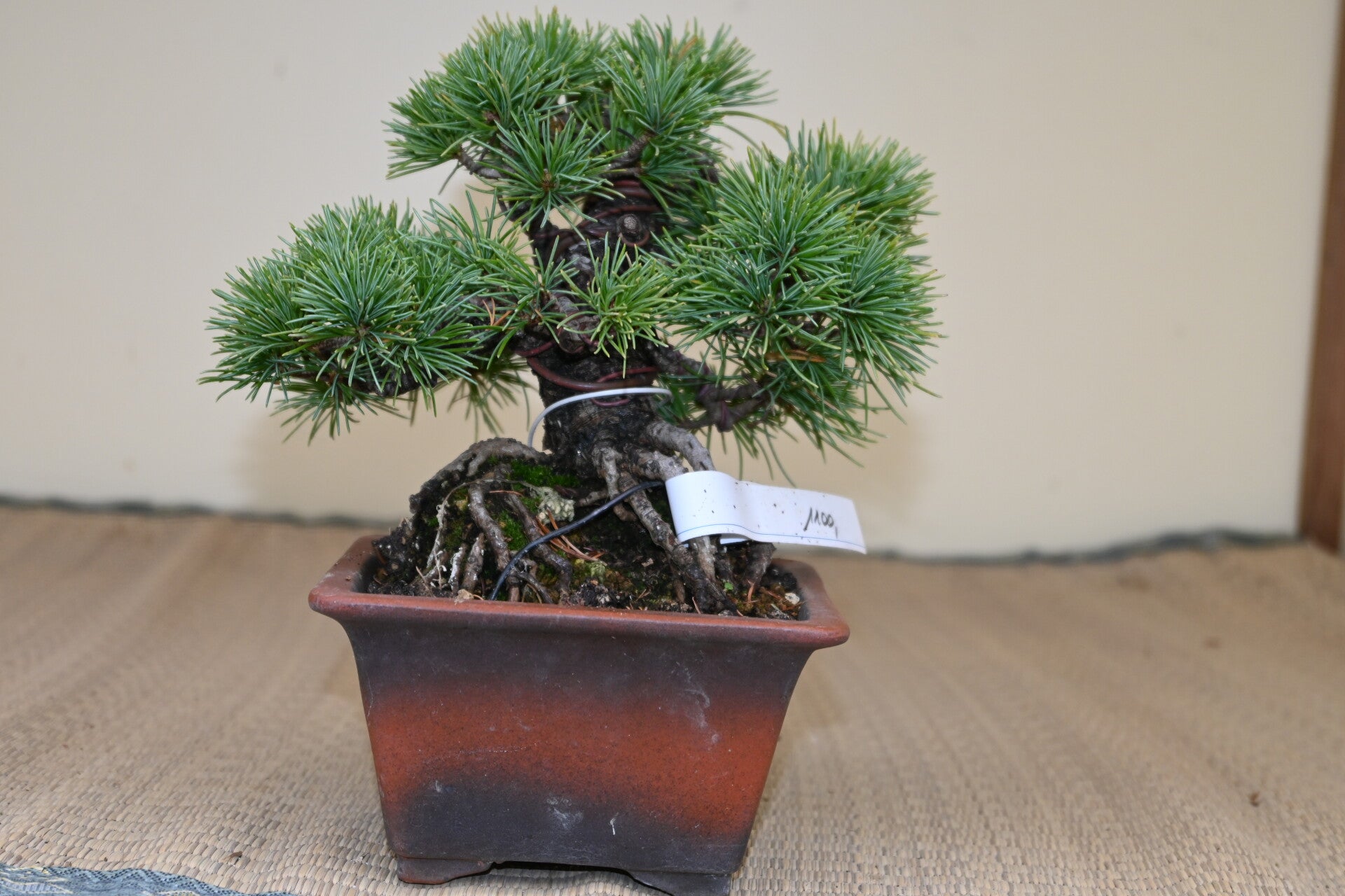 Pinus Parviflora Sho-hin