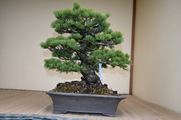 Pinus Parviflora