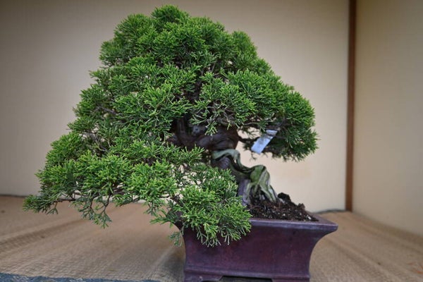 Juniperus Chinensis Itoigawa
