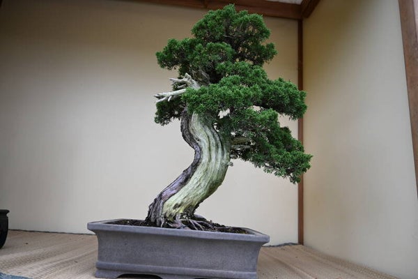 Juniperus Itoiigawa