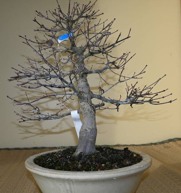 Acer palmatum Benishidori