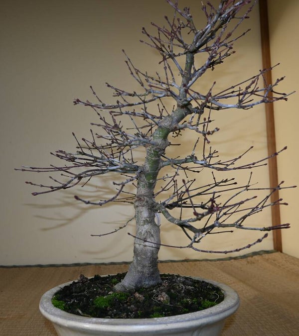 Acer Palmatum Benishidori