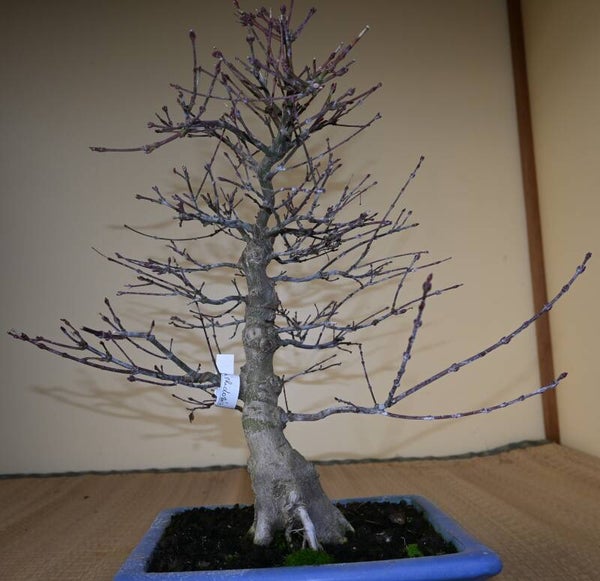 Acer palmatum Benishidori