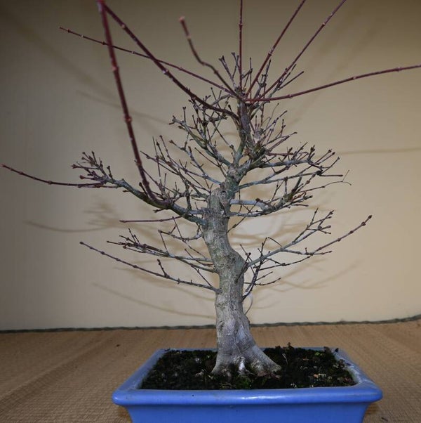 Acer Palmatum Benishidori