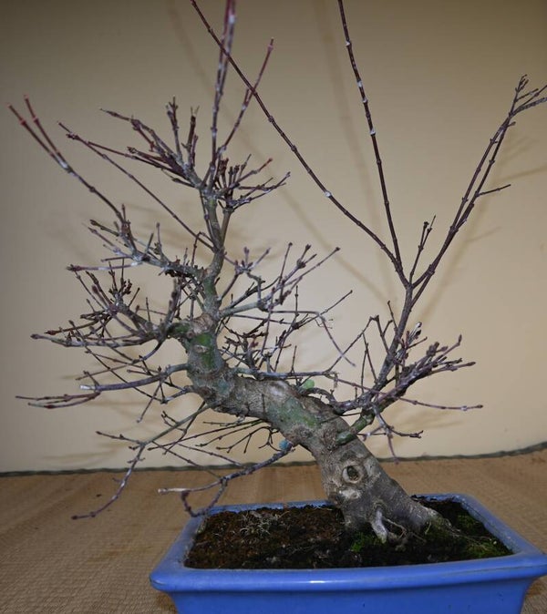 Acer palmatum Benishidori