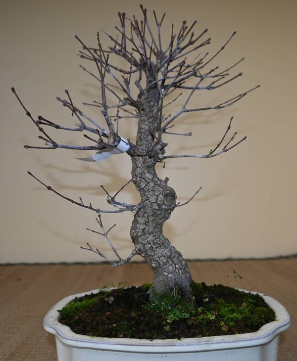 Acer Palmatum Arakawa