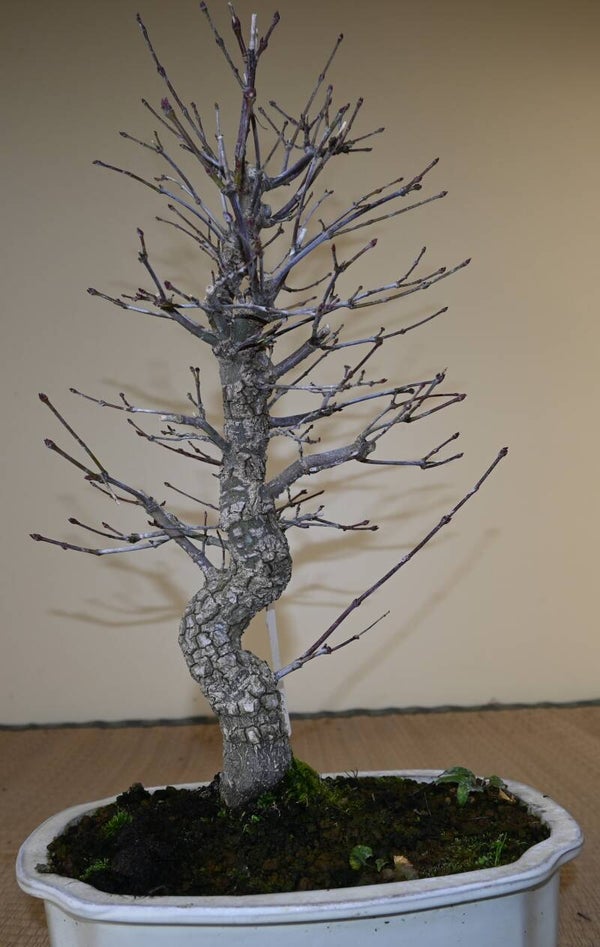 Acer Palmatum Arakawa