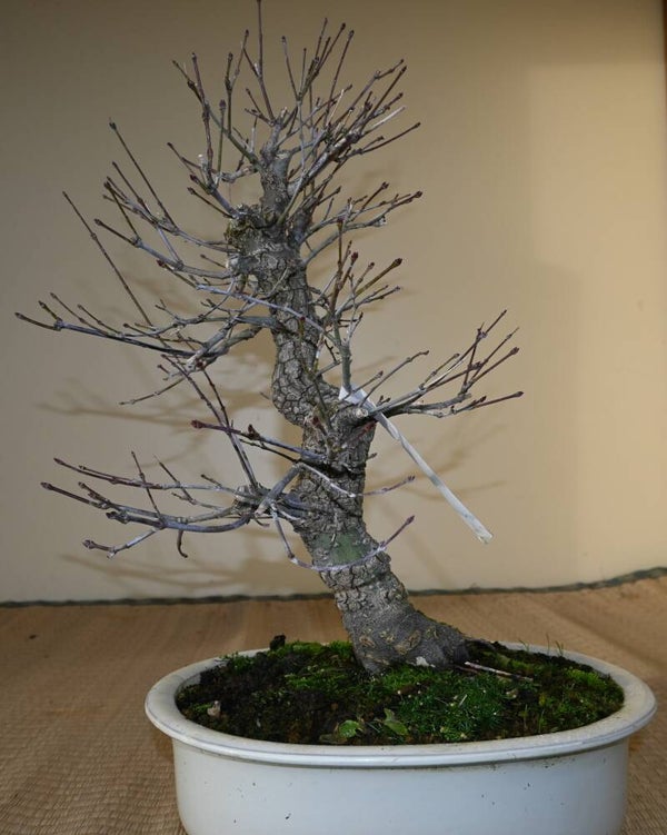 Acer Palmatum Arakawa