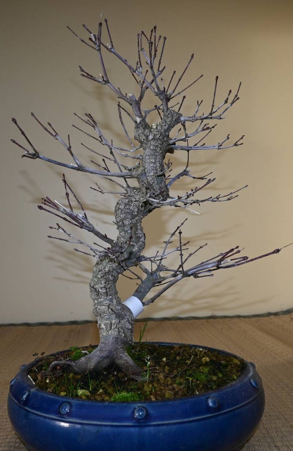 Acer Palmatum Arakawa