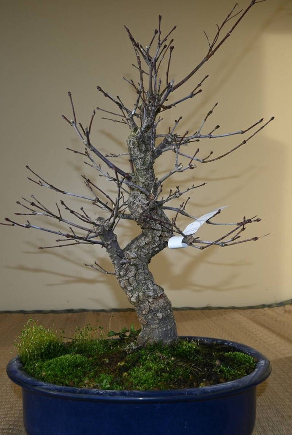 Acer Palmatum Shishigashira