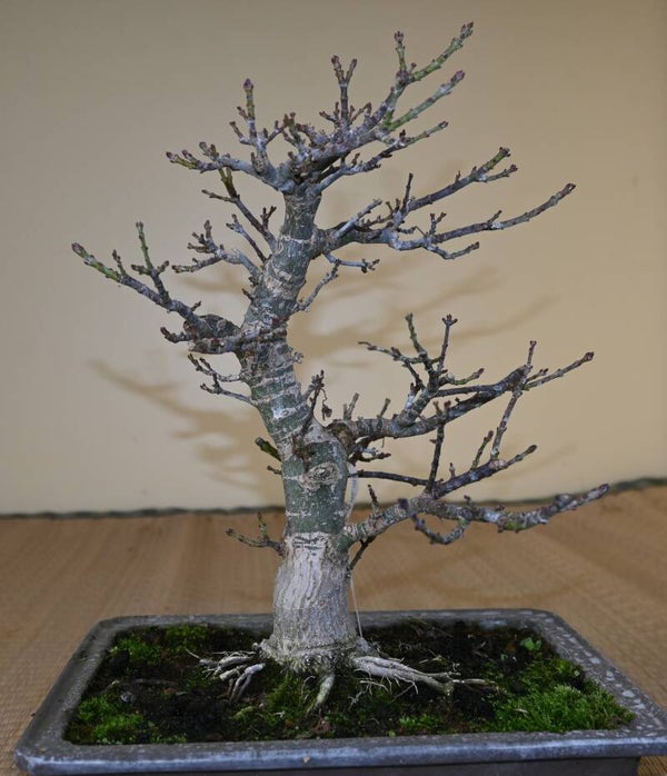 Acer palmatum Shishigashira