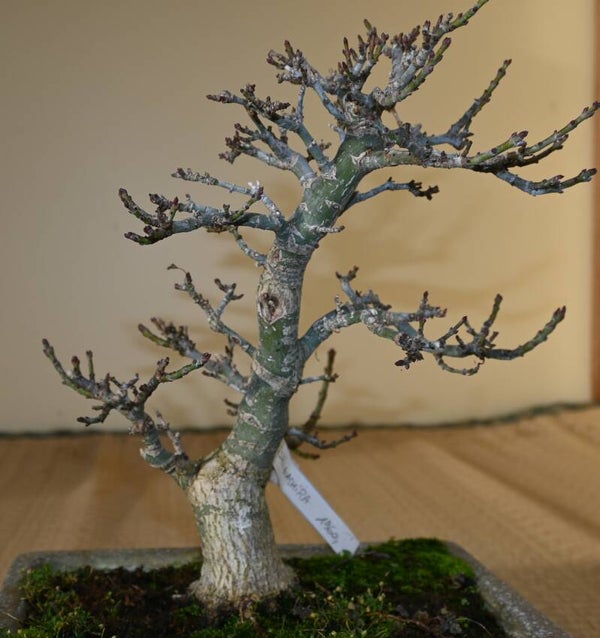 Acer Palmatum Shishigashira