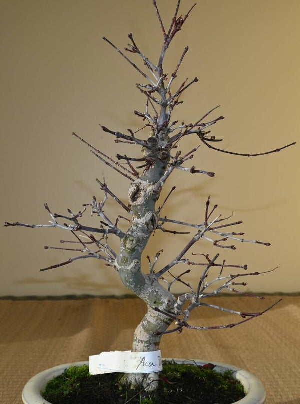 Acer Palmatum Deshojo