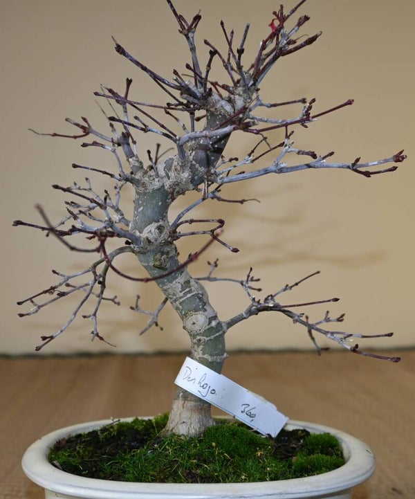 Acer Palmatum Deshojo