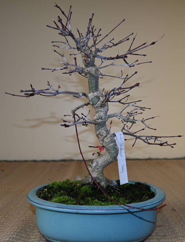 Acer Palmatum Deshojo