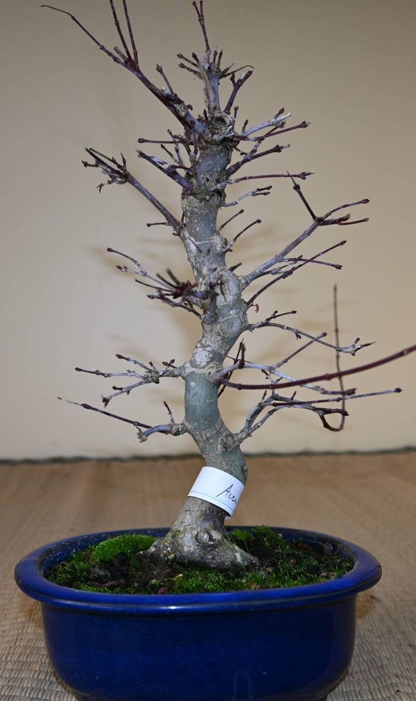 Acer Palmatum Deshojo