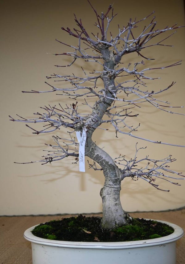 Acer Palmatum Deshojo