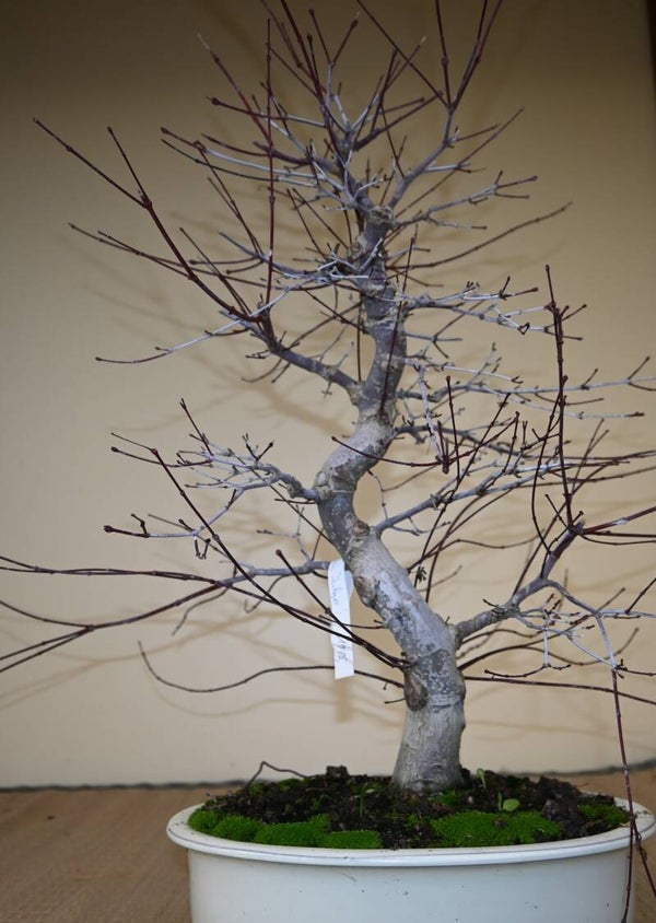 Acer Palmatum Deshojo