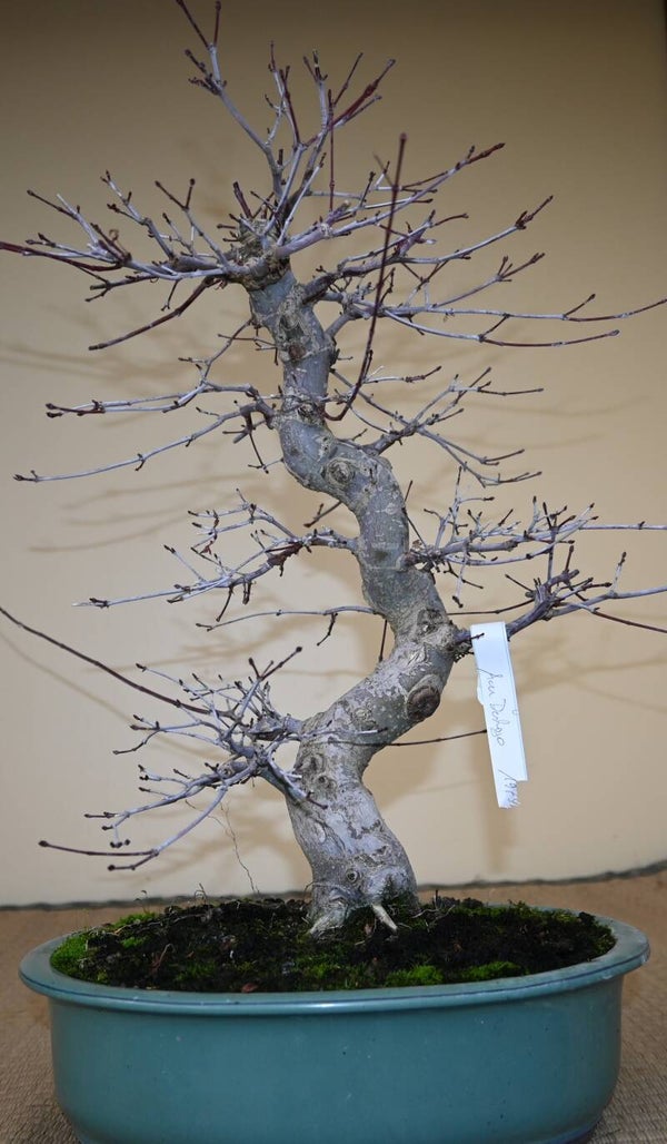 Acer Palmatum Deshojo