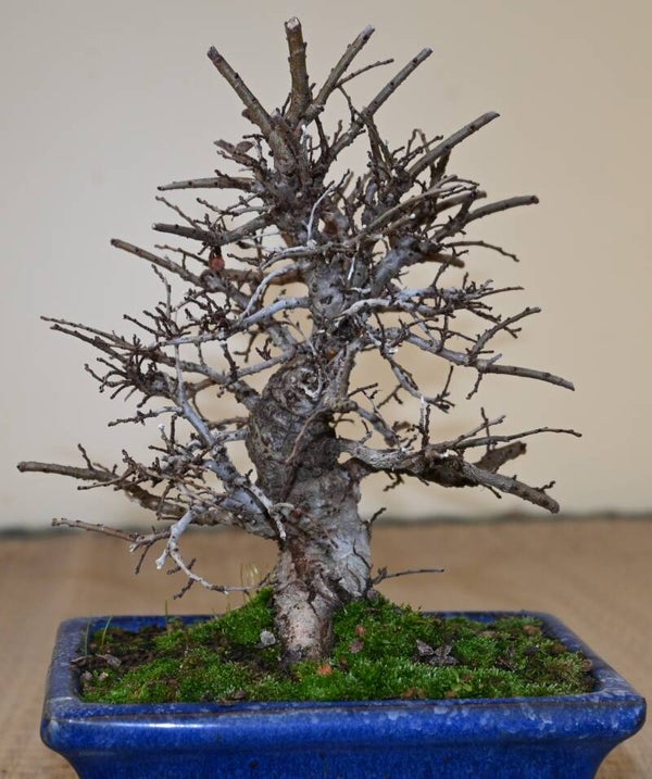 Zelkova Nire