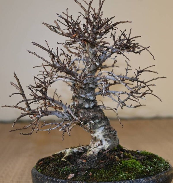 Zelkova Nire