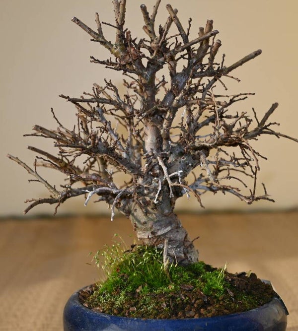 Zelkova Nire