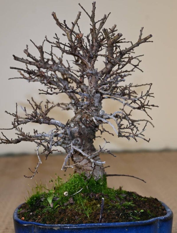 Zelkova Nire