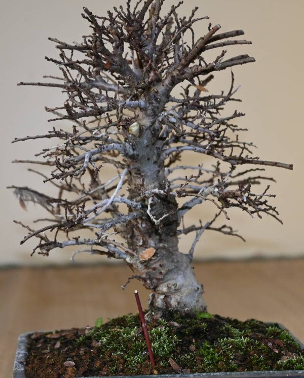 Acer Palmatum Arakawa