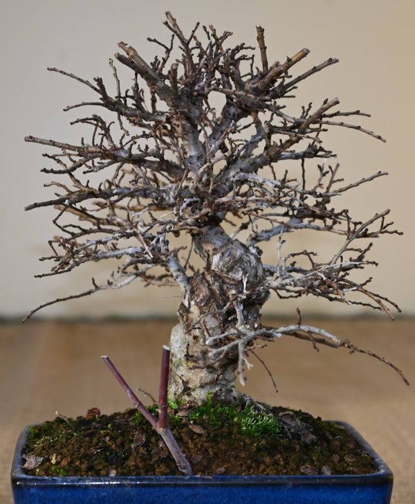 Acer palmatum Arakawa