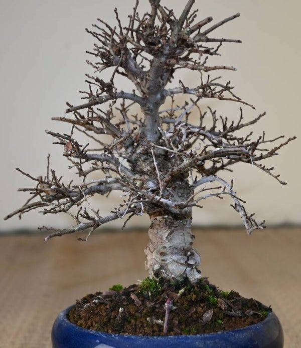 Acer Palmatum Arakwa