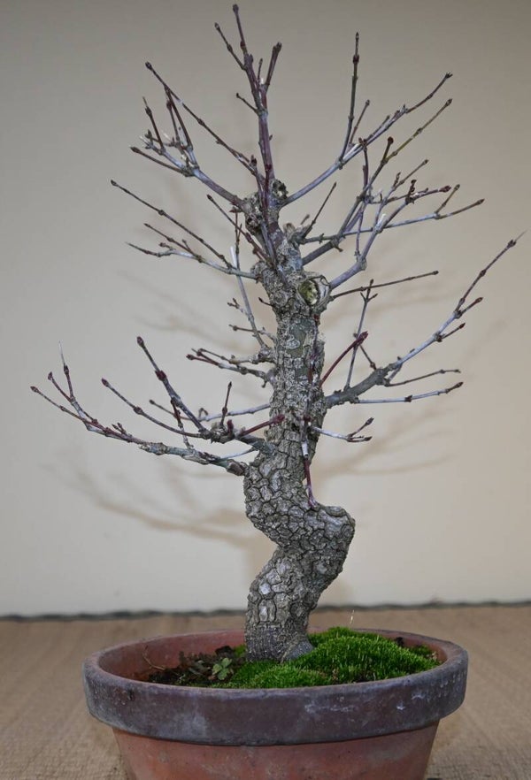 Acer Palmatum Arakawa