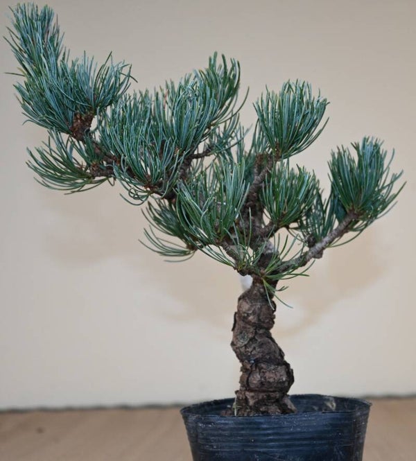 Pinus Parviflora