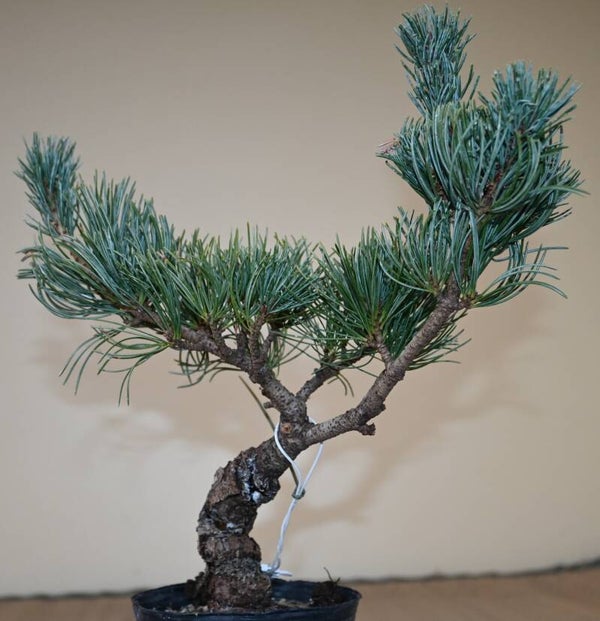 Pinus parviflora
