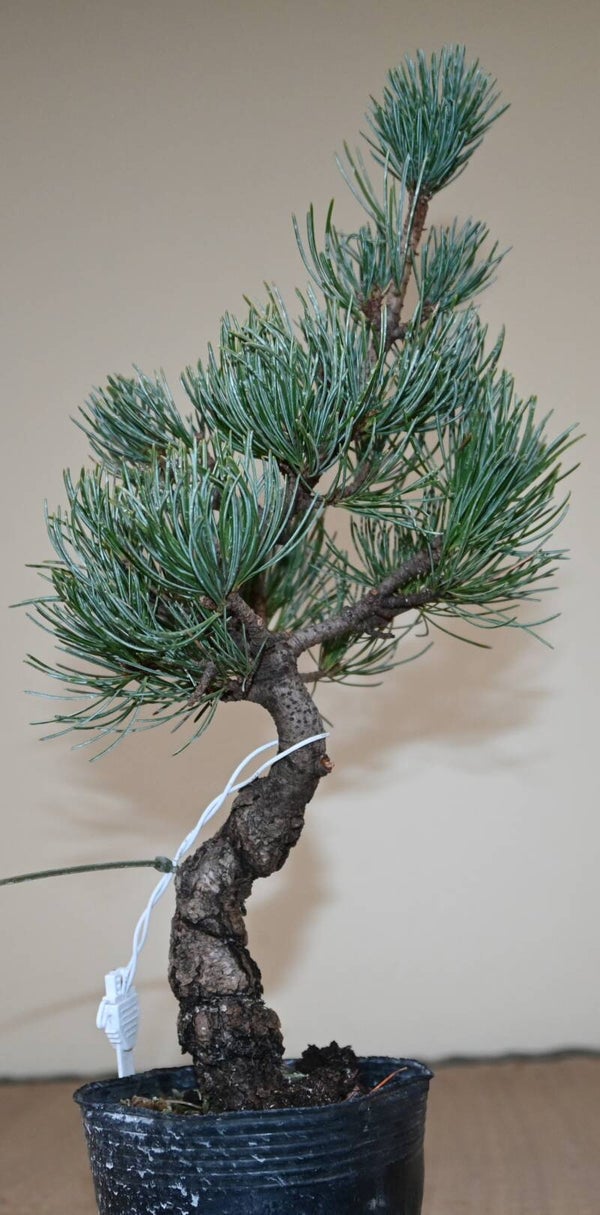 Pinus parviflora